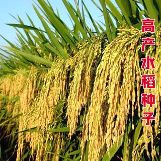 Authentic and delicious rice seeds that can be planted, upland rice seeds, dry valley fragrant rice, upland rice seeds, glutinous rice seeds, national approval, live broadcast glutinous rice seeds, dry land cultivation, bulk name, simple packaging, 1jin, jin is equal to 0.5kg, 500g