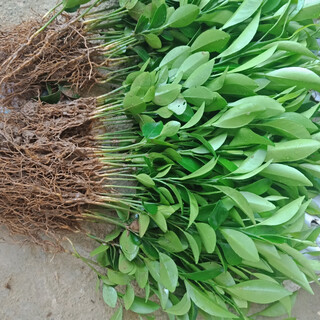 Sichuan red orange saplings, red orange seedlings, grafted seedlings, grafted seedlings, detoxified seedlings, red orange seed replacement seedlings, greenhouse seedlings, red orange seedlings, 10/20 cm high, 500 trees