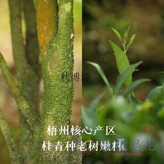 Qiu boyuan almond fragrance liubao tea 2008 guangxi liubao tea special black tea tea review by young senior sister almond fragrance 1000g