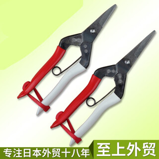 Yichen customized japanese fruit picking scissors okaheng 301/304 grape scissors okaheng fruit tree thin fruit scissors scissors 301 (warped head) + spare spring