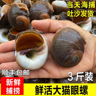Seafood and aquatic products, fresh big cat's eye snail, large sand snail, red fragrant snail, fresh cat's eye snail, jade snail, seafood shellfish, conch, cat's eye snail 500g, simple package, 4 jin jin equals 0.5 kg, 7 about 10 pieces/jin jin equals 0.5 kg