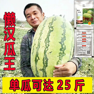 Lazy man watermelon, early maturing, stable yield, heat-resistant and drought-resistant, crispy and sweet, open-air garden courtyard original easy-to-grow melon seeds, original lazy man watermelon 100 capsules