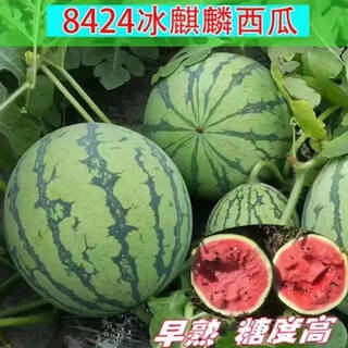 8424 authentic grafted seedlings with soil and seedless midu kirin early mature seedlings watermelon seedlings kirin watermelon seedlings buy 3+2 real hair 5 plants + fertilizer