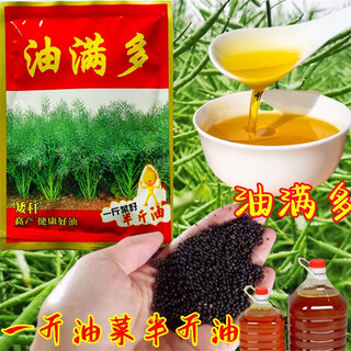 Yichende 5 oil 778 rapeseed seeds produce more oil, short stems, cold-resistant, lodging-resistant and early-maturing. farmers plant rapeseed oil seeds in the field. oil full/80g