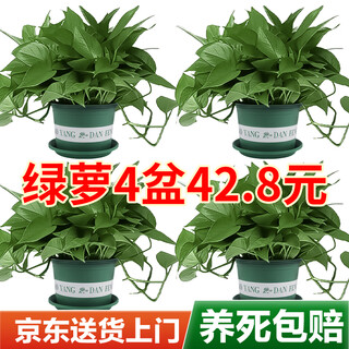 Shuangmeng green radish potted formaldehyde-removing flowers and green plants office new house air purification 180 trays 4 pots straight from the source
