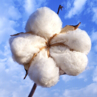 Nongzhizi cotton seed high-quality spring field planting minfengji 172 cotton seed 1kgx2 full harvest type