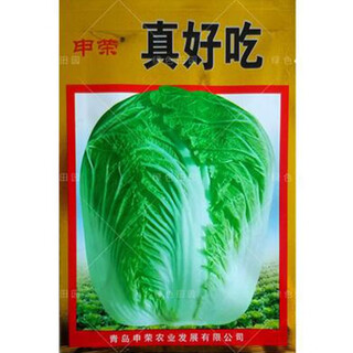 Autumn sowing chinese cabbage seeds in vegetable gardens and field planting for farmers in winter. cabbage vegetables are so delicious. cabbage seeds are 10 grams, about 1,000 pieces.