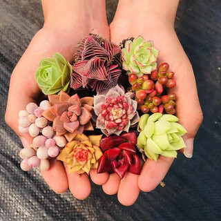 Baichaosheng succulent plant succulent selection random package non-duplicate balcony office balcony indoor high-end variety popular 2 succulent random variety