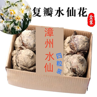 Li xin full box of double-petal narcissus flower heads hydroponic plants zhangzhou double-petal bulb flower seeds hydroponic jade exquisite premium double-petal narcissus, 4 pieces per box 18-19cm