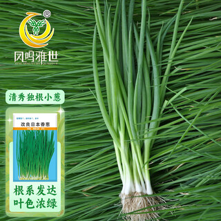 Fengming yashi single-rooted shallot seeds field planting four-season balcony seeds potted single-rooted delicate shallot seeds 10g