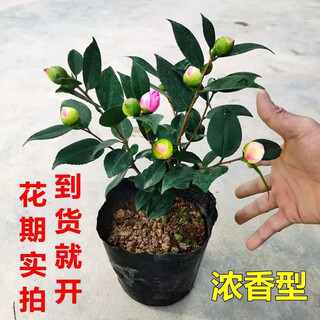 香妃茶花山茶花树苗盆栽花卉植物四季开花阳台庭院耐寒浓香老桩 香妃茶20-25cm原土1颗