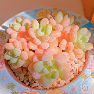 Suculentas yirundie con macetas, plantas verdes, flores, plantas en macetas, pilas viejas y caras, árboles de jade, rocío de jade, carne de cactus, rococó 2-3 cabezas, 5-6 cm, bueno con plantas en macetas