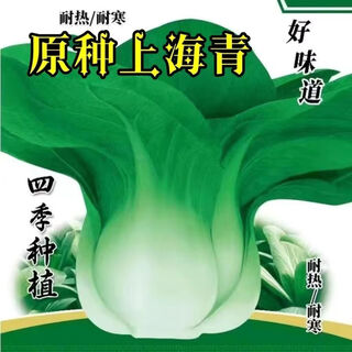 Four seasons shanghai green seeds four seasons spring autumn rapeseed cabbage seeds vegetable seeds original packaging shanghai green seeds best seeds one pack about 1000