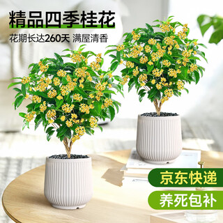 爱优尚桂花树苗四季桂盆栽可食用开花香室内外阳台客厅花筒金源头直发