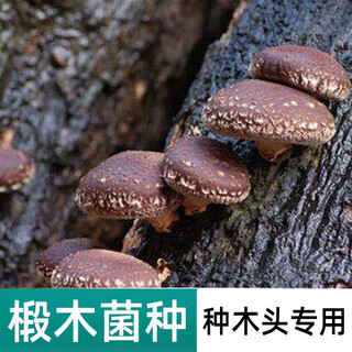 Mother-in-law shiitake mushrooms, basswood fungus seeds, oyster mushroom edible fungus species, black fungus fragments, wood planting, mushrooms, edible cultivated mushrooms, shiitake mushroom cultivars, special for basswood