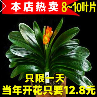 Planting flower-loving clivia potted old seedlings with flower buds, good for growing succulent flowers and green plants in all seasons, indoor round-head monk size seedlings, packaged with high-quality clivia 7-9 leaves + raw, pot not included