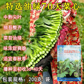 Guangzhou qiannong academy of agricultural sciences youlu 702 cabbage heart vegetable seeds autumn winter spring high yield beet core seeds youlu 70 days cabbage heart 200g medium mature pointed leaves 1 bag
