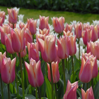 Zuojia garden 5 large tulip bulbs natural balls dutch imported tulip seeds hydroponic soil culture cold-resistant flowers chanel 10 balls 10+cm