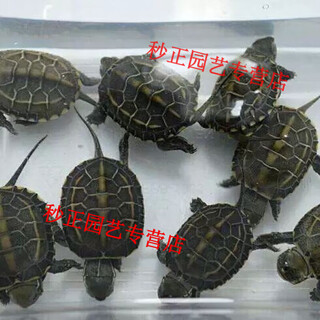 Oimg small snapping turtle live seedling pet turtle size active ornamental turtle water turtle crocodile turtle mixed buddha new product 3-4 cm cute turtle seedlings