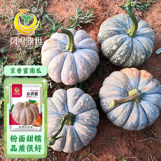 Fengming yashi farmhouse mopan pumpkin seeds large pumpkin seeds jingxiang honey pumpkin seeds 20 capsules