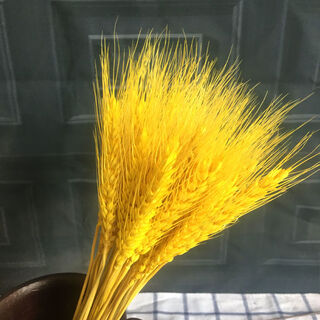 Aiman natural wheat ears dried flower bouquet for new store opening barley gift living room pastoral decoration photography props 50 golden wheat ears