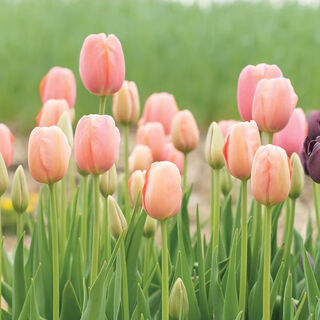 Zuojia garden 5 tulips 5-degree balls in stock imported bulbs for courtyards and balconies potted flowers for novices easy to grow 5-degree balls doorman 5 balls 11-12cm circumference 12+cm