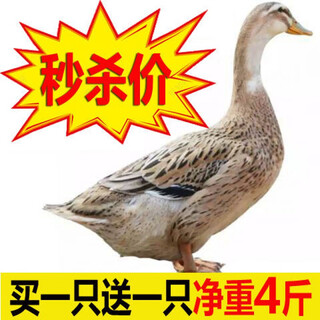 Rural free-range duck meat, native duck, whole duck, duck neck, duck head, duck legs, 2 ducks (a total of 4 jin jin is equal to 0.5 kg)