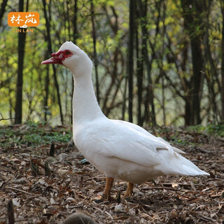 Lin lan (linlan) farmer young muscovy duck has a net weight of 3.5-4 jin. jin is equal to 0.5 kg. place an order for freshly slaughtered ducks. freshly slaughtered native duck. net weight of 1 muscovy duck is 3.5-4 jin. jin is equal to 0.5 kg.