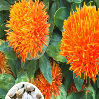 Meat manager chinese herbal medicine safflower seeds saffron seeds xinjiang grass safflower seeds pure new field planting seeds 50 safflower seeds