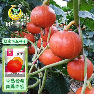Fengming yashi sweet powder waxy red chestnut pumpkin seeds red sun beibei pumpkin seeds red honey pumpkin seeds 20 capsules