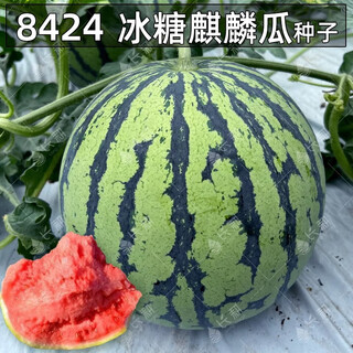 Changgong 8424 rock sugar kirin watermelon seed sweet king high yield kirin lazy man seedless giant watermelon four seasons fruit seed xinjiang 8424 watermelon 1.5g, about 30 seeds