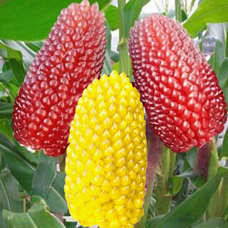 Super sweet fruit pineapple corn seeds wholesale pineapple corn sweet waxy corn seeds wenwan field four seasons vegetables pineapple corn 50 grains wenwan corn seeds
