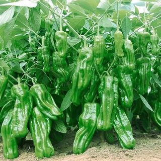 Thin-skinned pepper seeds can be sown in all seasons as vegetable seeds for courtyards, fields and balconies. wrinkled-skinned pepper seeds can be potted. thin-skinned pepper seeds. the best seeds are about 288 in a pack.