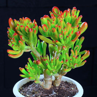 Ji honghua yue lao pila plantas suculentas hojas rojas yushu plantas en maceta preciosa carne carnívora grupo interior escritorio de oficina flores Árbol que absorbe dinero pila vieja 15-20 cm