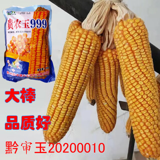 Dao yufeng agriculture guinong jade 999 big sticks with good quality white shaft seeds, deep and hard grain type high quality corn seeds guinong jade 999 corn seeds 5 bags 4jin jin equal to 0.5 kg/bag