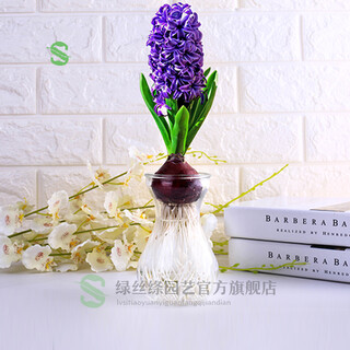 Green silk hyacinth seed bulbs hydroponic flowers soil cultivated seeds four seasons indoor and outdoor cold-resistant plant flower seedlings potted purple touch (purple) single bulb