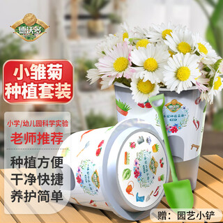 Devodo daisy seed diy children's fun planting potted set student plant observation cup children's day