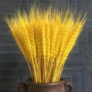 Aiman natural wheat ears dried flower bouquet for new store opening barley gift living room pastoral decoration photography props 100 golden wheat ears