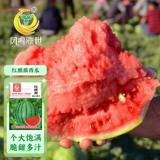 Fengming yashi early-maturing greenhouse seeds for all seasons thin-skinned gift watermelon seeds pink-flesh red unicorn watermelon seeds 50 capsules