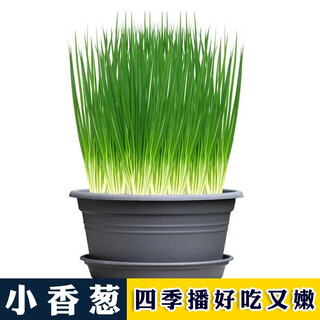 Four seasons chive seeds onion seeds courtyard balcony potted green onion vegetable seeds four seasons easy sowing vegetable seeds chive seeds 1 pack about 300 tablets
