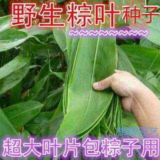 Large leaves for wrapping rice dumplings, rice dumpling seedlings, bamboo leaf seedlings, wild rice dumpling seed seedlings, bamboo leaf seedlings, garden plants, rice dumpling seeds 500 capsules/pack+