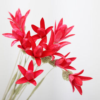 Aiman natural chrysanthemum dried flowers real flowers air-dried ins internet celebrity flower decoration ornaments literary flower arrangement nordic decoration red saylily 10 pieces