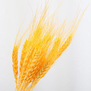 Aiman natural chrysanthemum dried flowers real flowers air-dried ins internet celebrity flower decoration ornaments literary flower arrangement nordic decoration golden barley 10 pieces