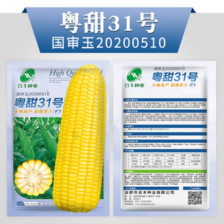 Gjxbp раннеспелые гибридные семена полевой кукурузы zhengdan 958, корм для семян, семена фруктовой кукурузы, кукуруза guangdong sweet 31, 100 г, оригинальное национальное одобрение