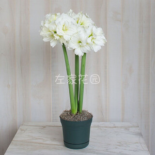 Zuojia garden spot alfresco zuojia garden south africa imported double-petaled amaryllis seed bulbs potted bulbs alfresco 18-20cm1 ball