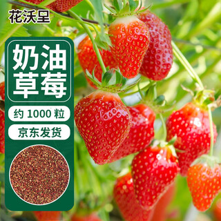 Huawoli cream strawberry seeds 1000 red strawberry vegetable seeds four seasons strawberry seedlings indoor and outdoor balcony potted plants