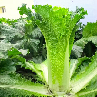 Shouhe tianjin green hemp leaf chinese cabbage seeds winter storage vegetable seeds field planting high pile long summer and autumn green cabbage mussels tianjin green 75 cabbage seeds 15g/medium mature