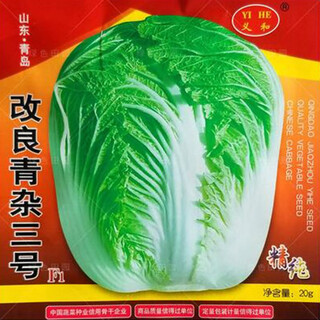 Autumn sowing chinese cabbage seeds in vegetable gardens and field planting for farmers in winter cabbage vegetables, improved green mixed no. 3 seeds, 20 grams, about 2,000 grains