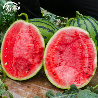 Shouhe crunchy 8424 watermelon seeds, early-ripened, thin-skinned, summer and autumn seeds, 40 pieces x 2 packs