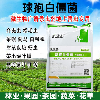 Metarhizium anisopliae beauveria microbes organic farm cutworm scarab medicine cockroaches termites a variety of pests ball beauveria bassiana 200g